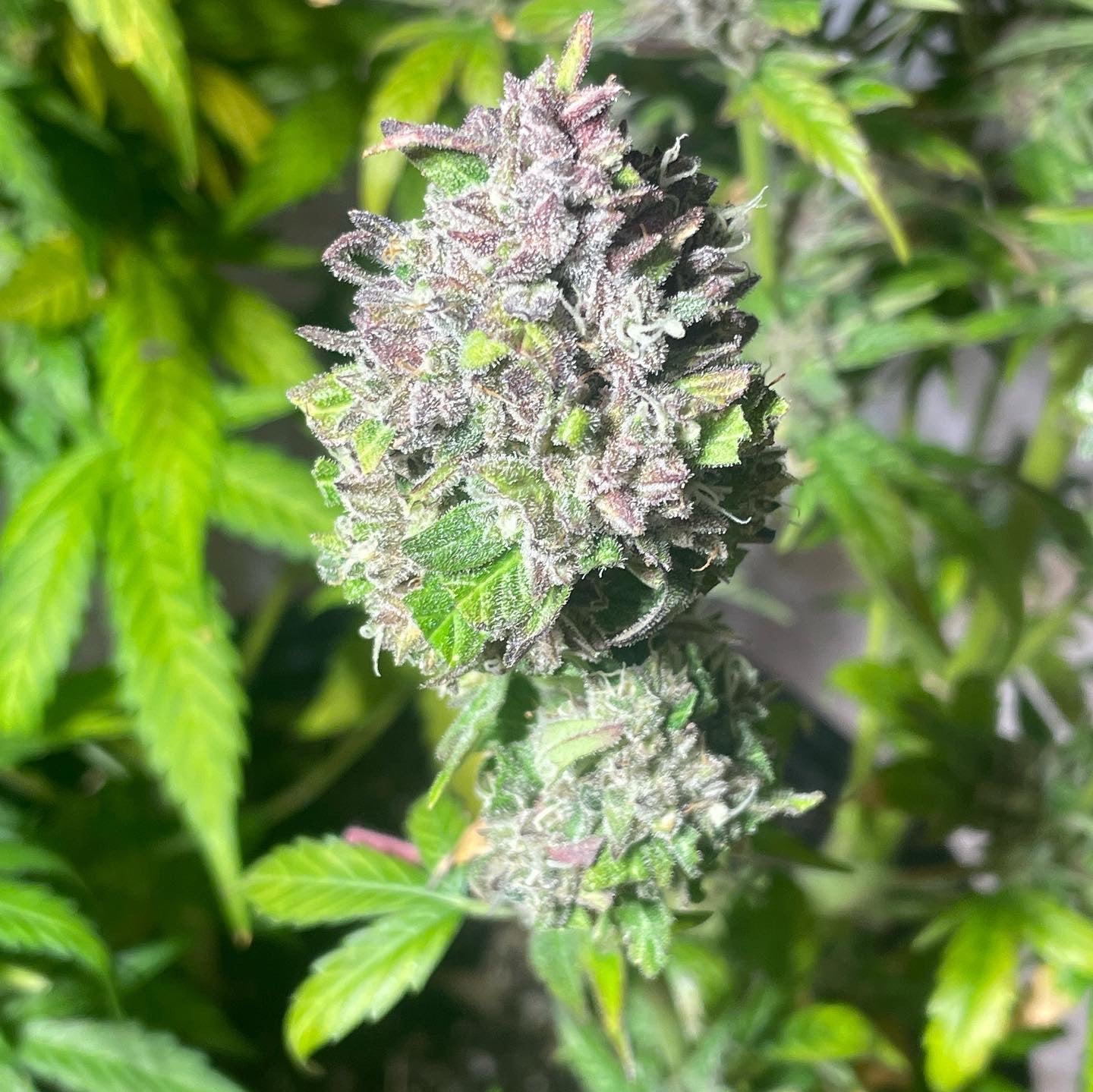 #10 Variety 50 pack Feminized Autoflower Build Your Own