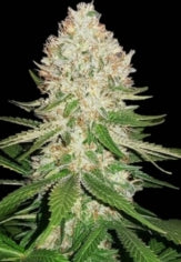 #1 S1s Variety Bundle 9 Total 6pack of Each