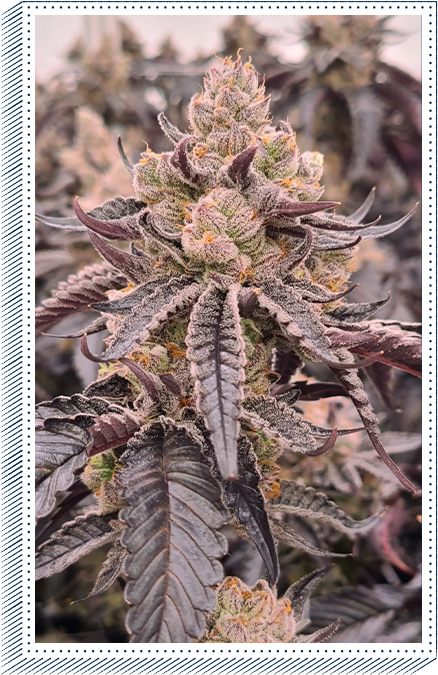 #1 S1s Variety Bundle 9 Total 6pack of Each
