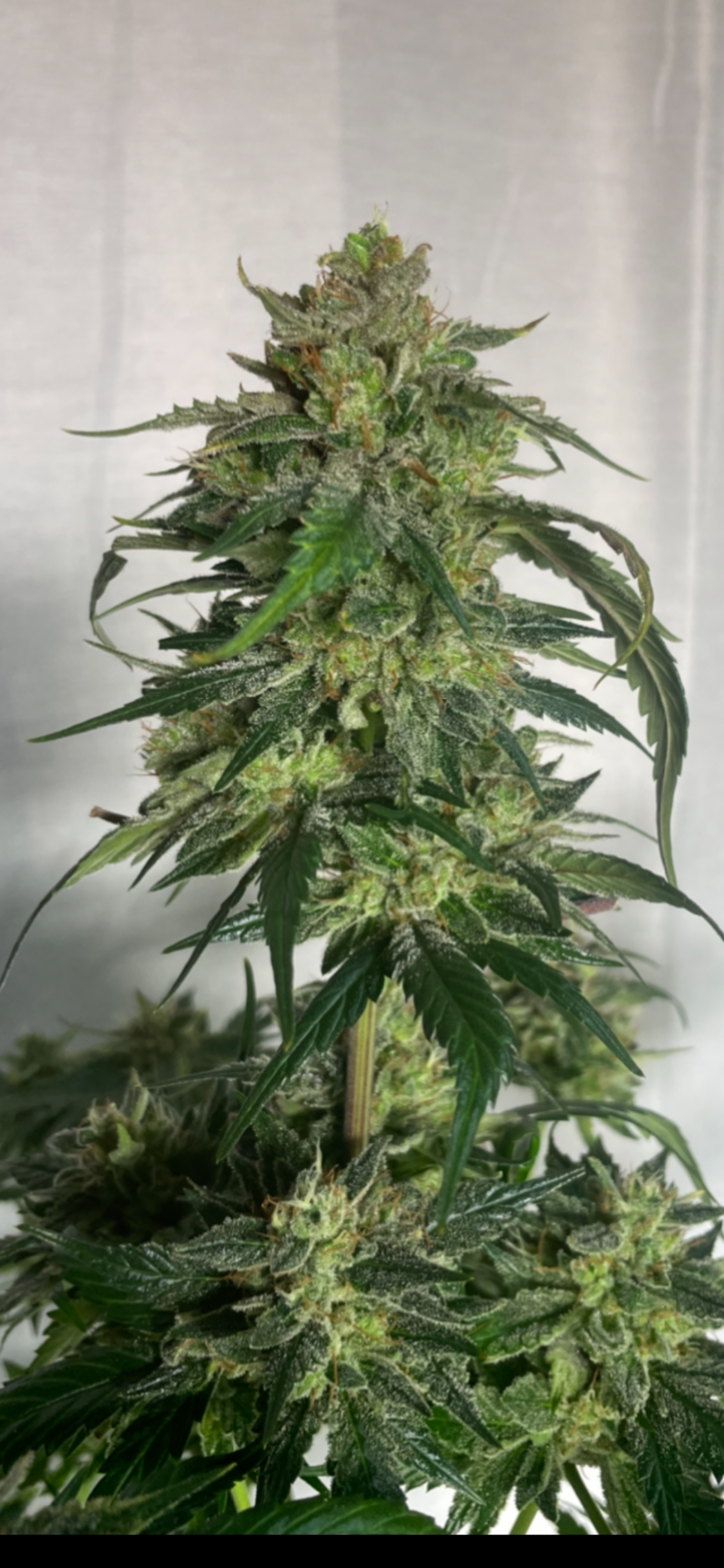 #1 Feminized Autoflower Variety 50 Pack