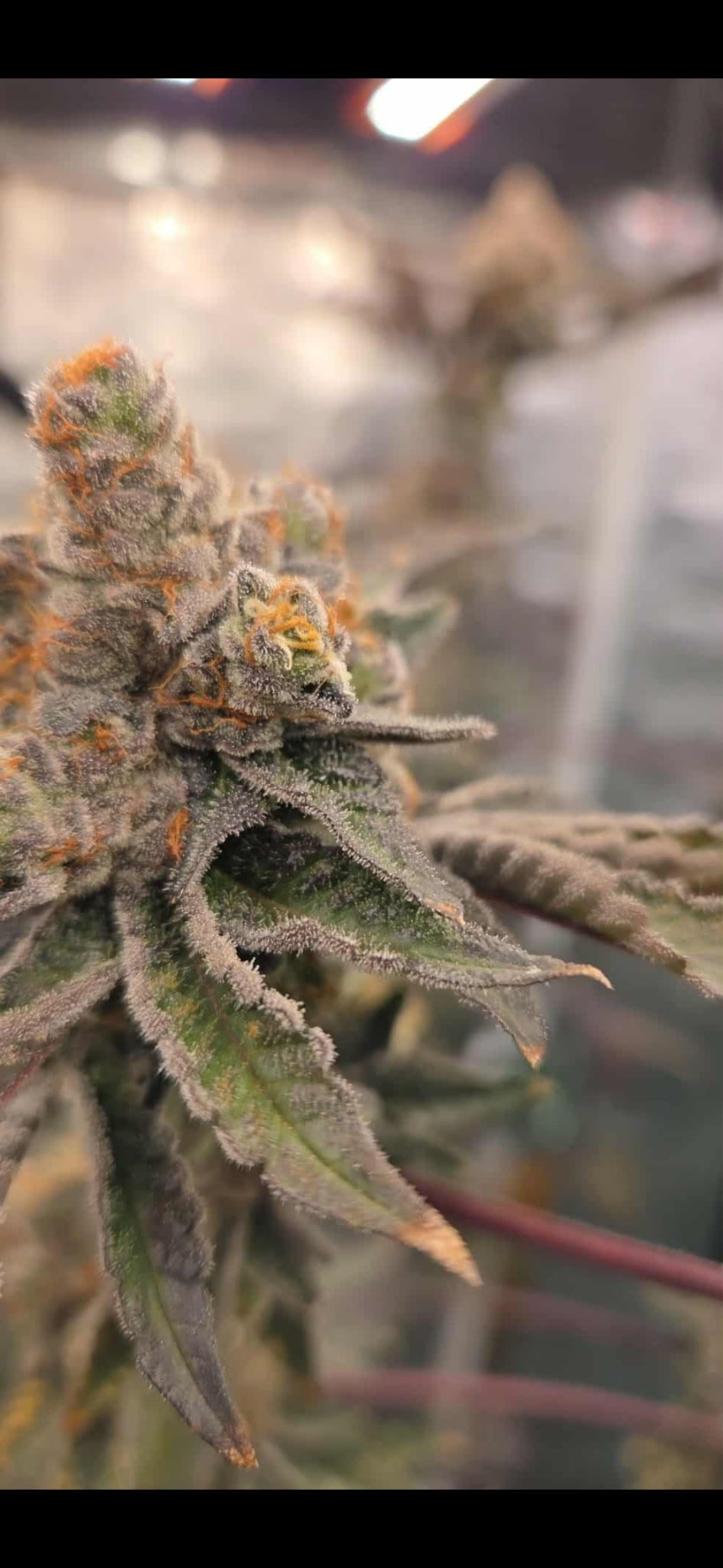 #1 Blue Guava Pop #33(Photoperiod Feminized  12pack ) A TRUE GEM DONT SLEEP ON IT !!!!!