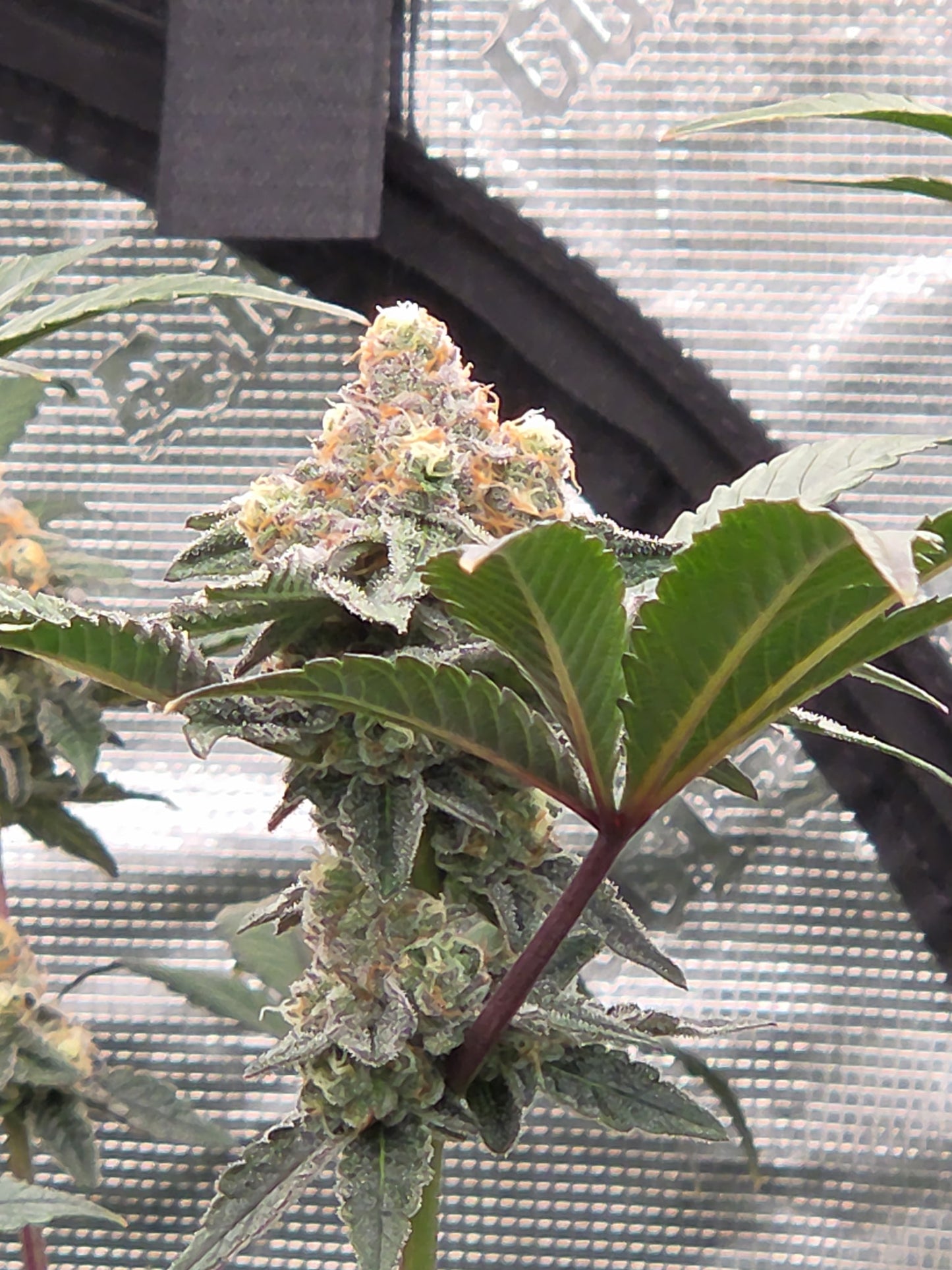 #1 Blue Guava Pop #33(Photoperiod Feminized  12pack ) A TRUE GEM DONT SLEEP ON IT !!!!!