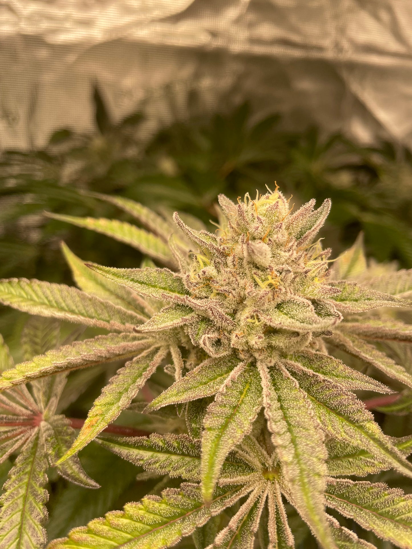 #4 Feminized Photoperiod Variety 50pack