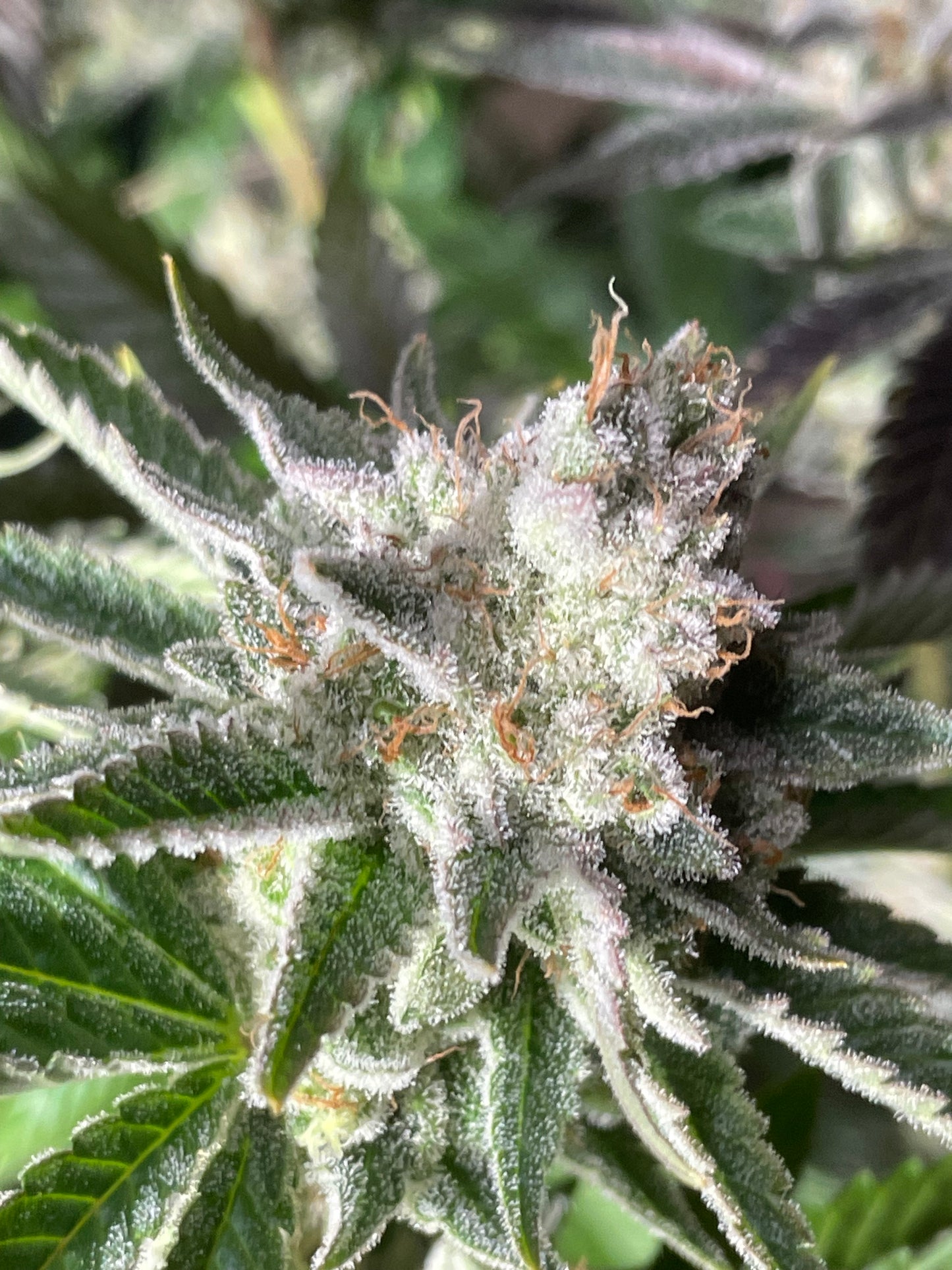 AAA Bulk 300 pack Feminized Photoperiod Seeds