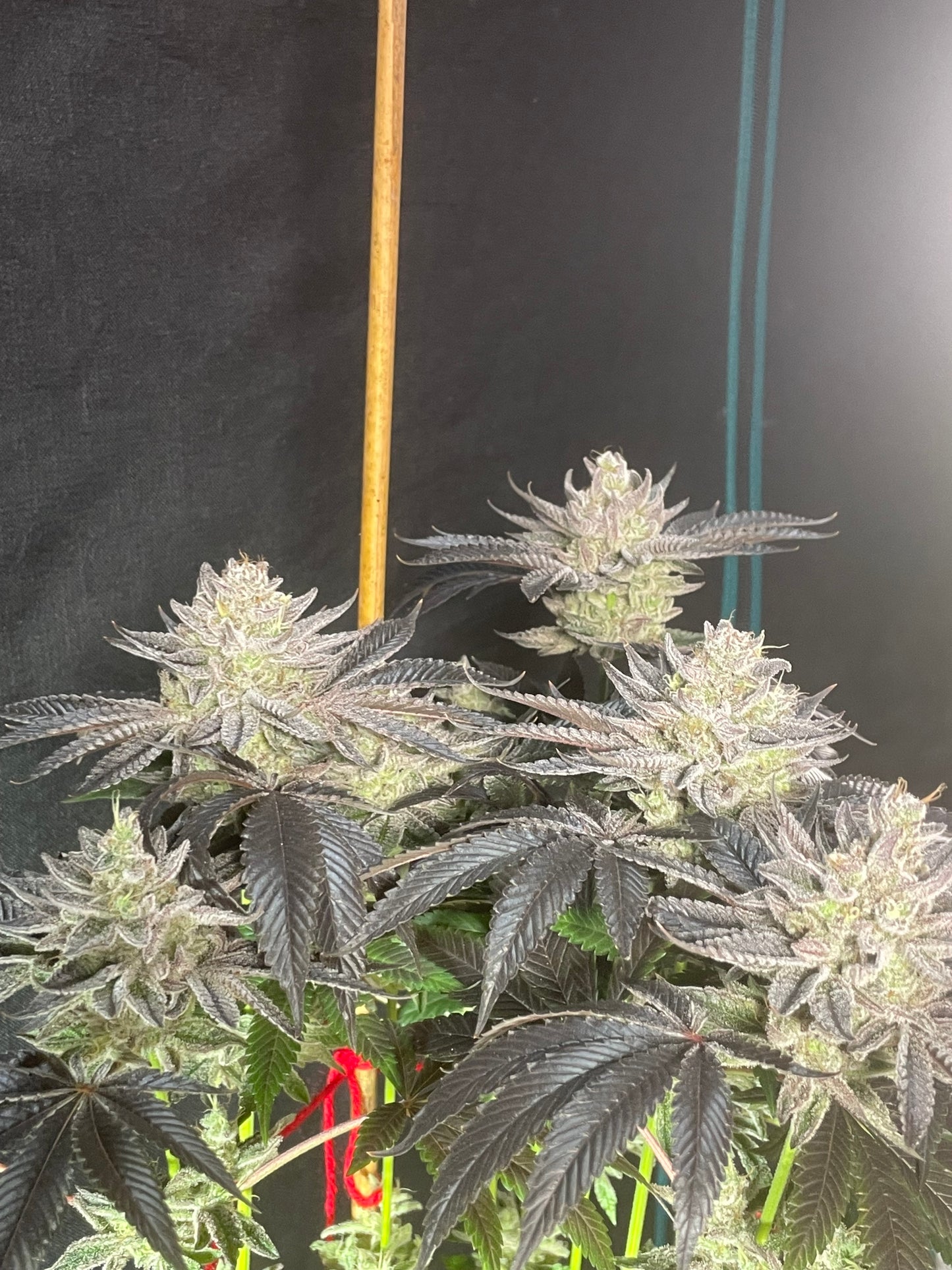 AAA Bulk 300 pack Feminized Photoperiod Seeds
