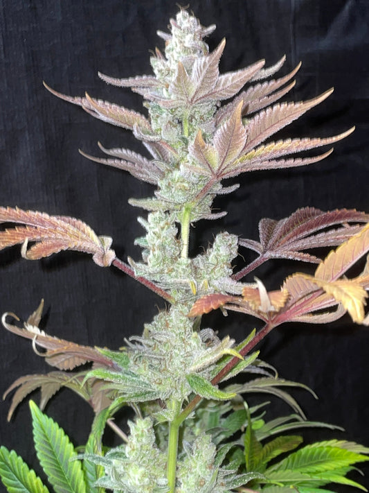 #5 Variety 50 Pack Sativa Dominant Feminized Photoperiod