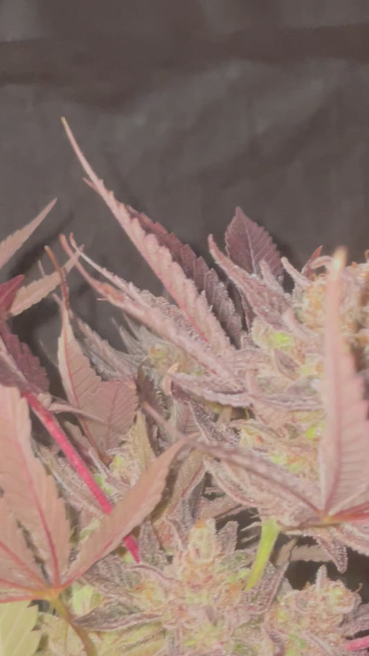 Bruce Banner x Jelousy Photoperiod 4pack OUT OF STOCK !!!!!!!!!!!!!!!!!!!