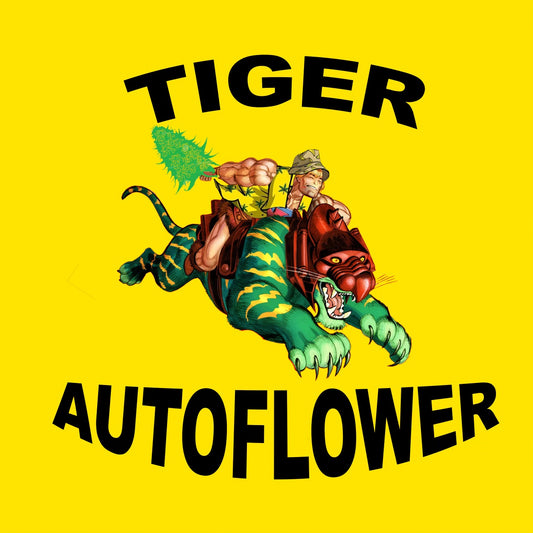 #8 Variety Pack 30 Seeds RDV Feminized Autoflower