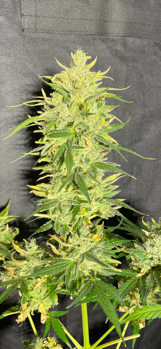 #1 Feminized Autoflower Variety 50 Pack