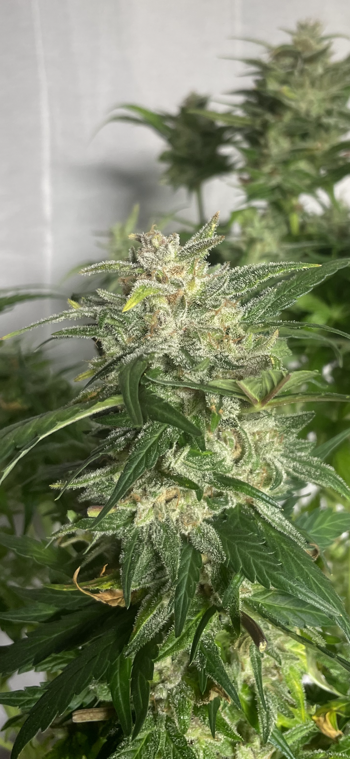 #2 Purple Autoflower Variety 50pack MOST PICKED BY OUR GUESTS
