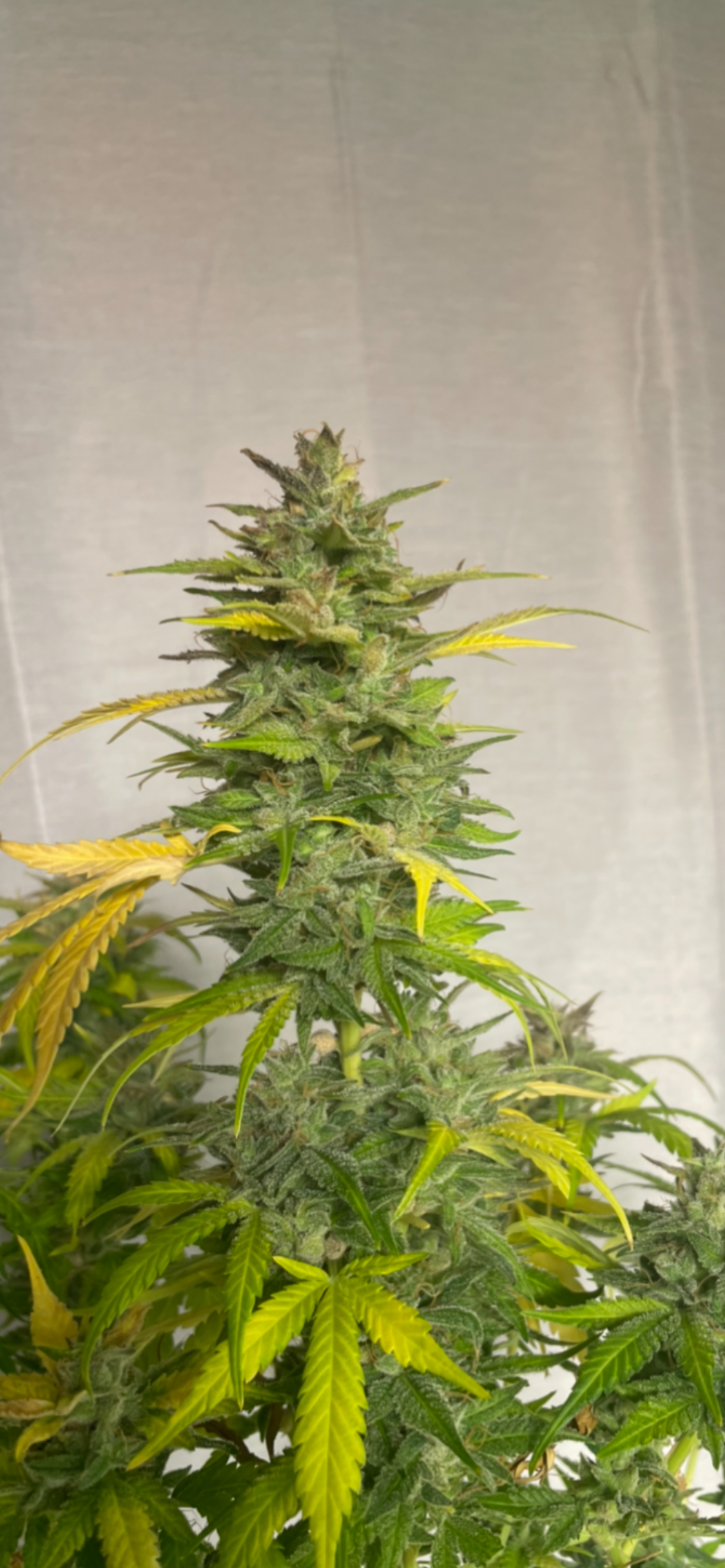 #1 Feminized Autoflower Variety 50 Pack