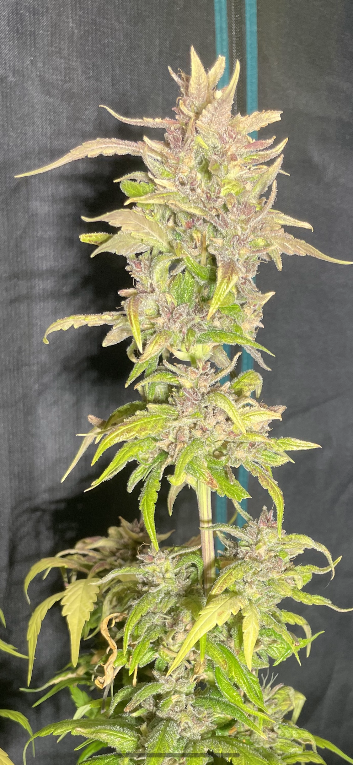 #2 Purple Autoflower Variety 50pack MOST PICKED BY OUR GUESTS