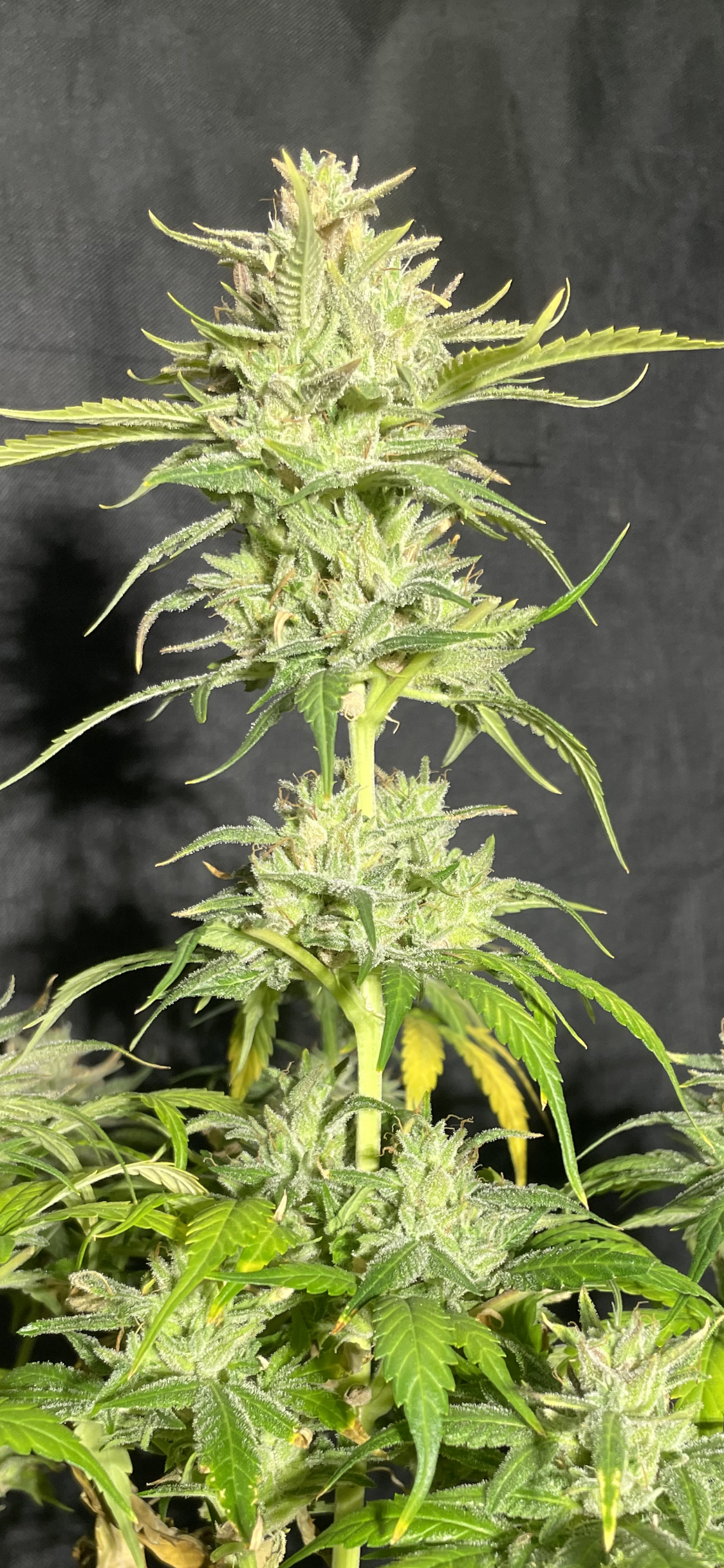 #3 Feminized Autoflower Veriety 50 Pack