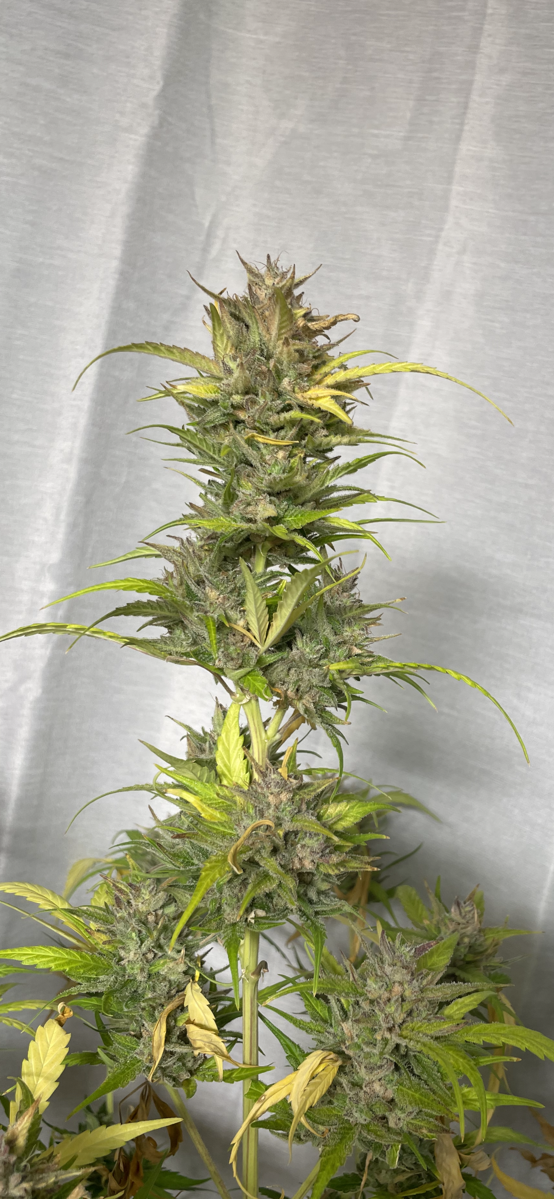 #3 Feminized Autoflower Veriety 50 Pack