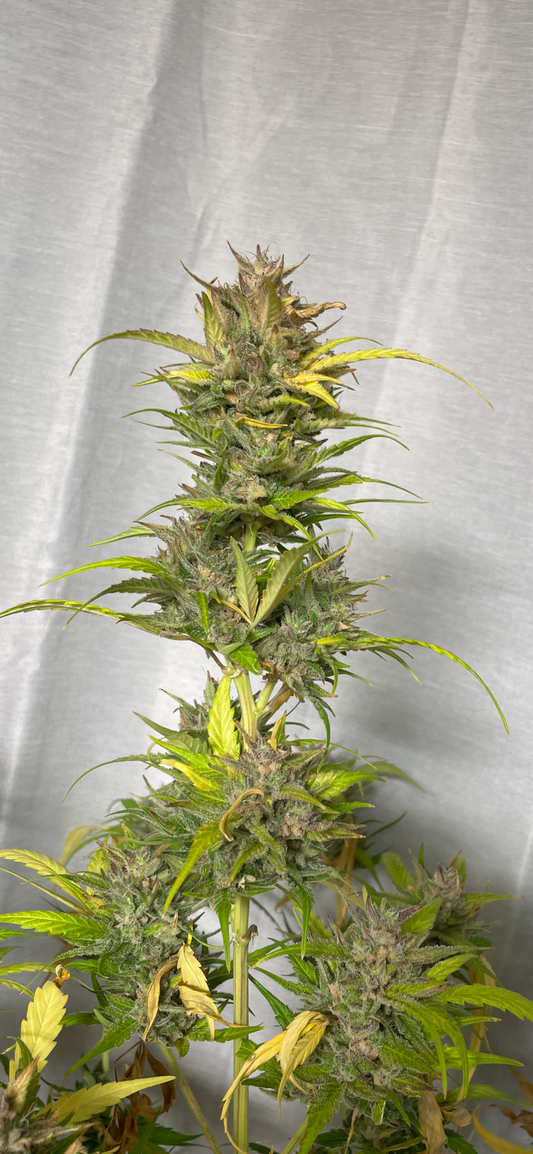 #3 Feminized Autoflower Veriety 50 Pack