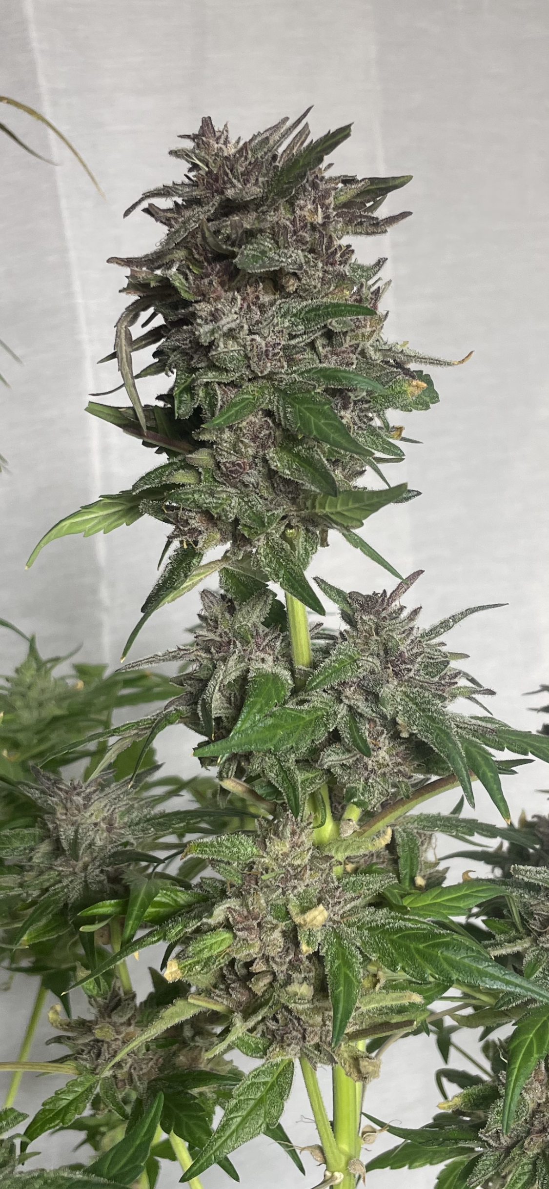 #2 Purple Autoflower Variety 50pack MOST PICKED BY OUR GUESTS