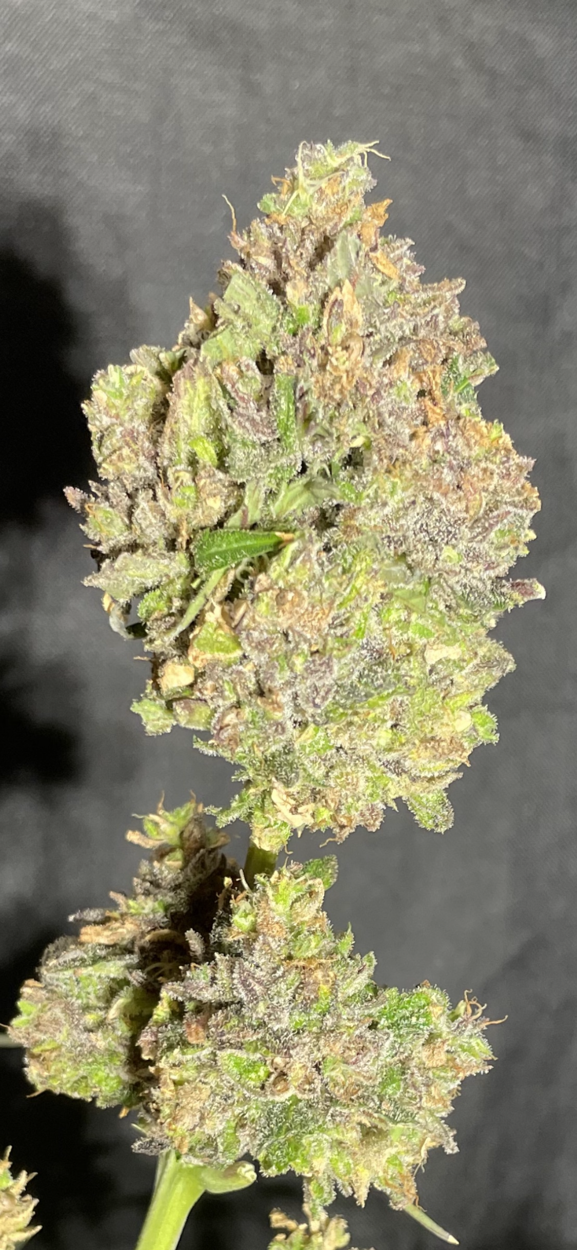 #2 Purple Autoflower Variety 50pack MOST PICKED BY OUR GUESTS