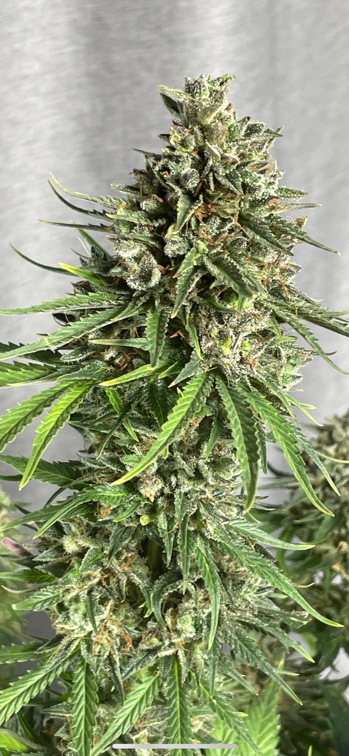 #3 Feminized Autoflower Veriety 50 Pack