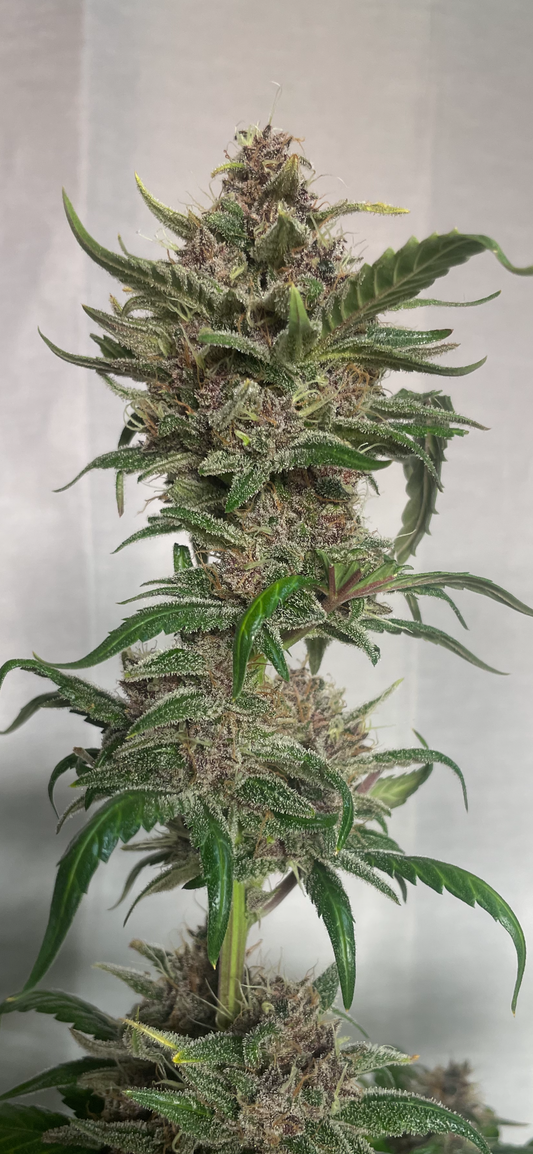 #2 Purple Autoflower Variety 50pack MOST PICKED BY OUR GUESTS