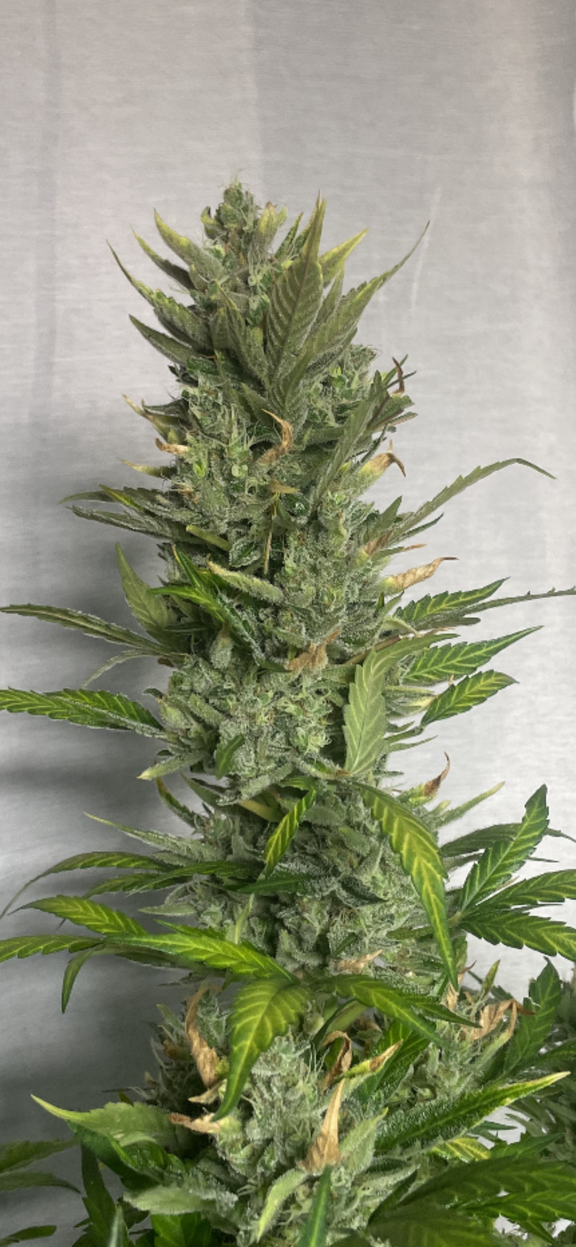 #1 Feminized Autoflower Variety 50 Pack