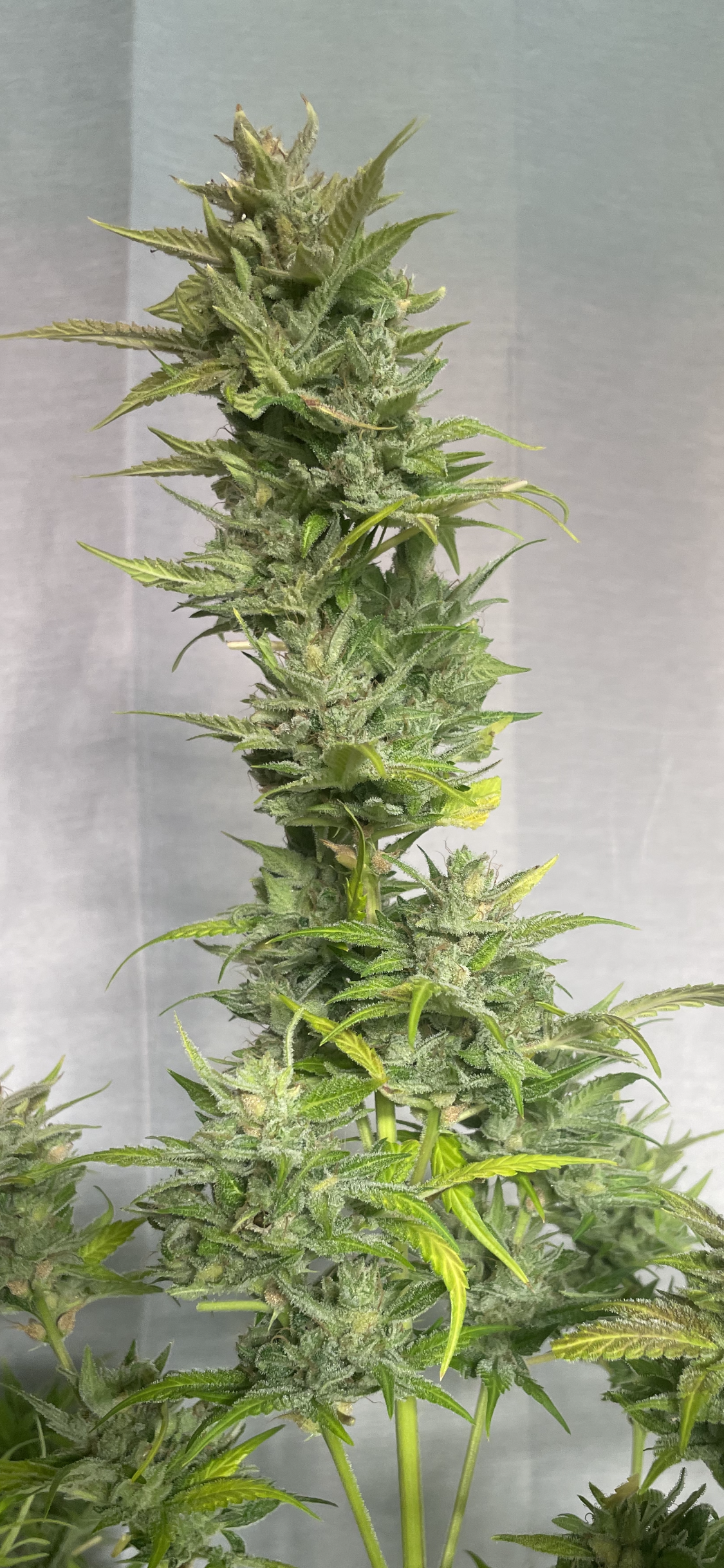 #3 Feminized Autoflower Veriety 50 Pack