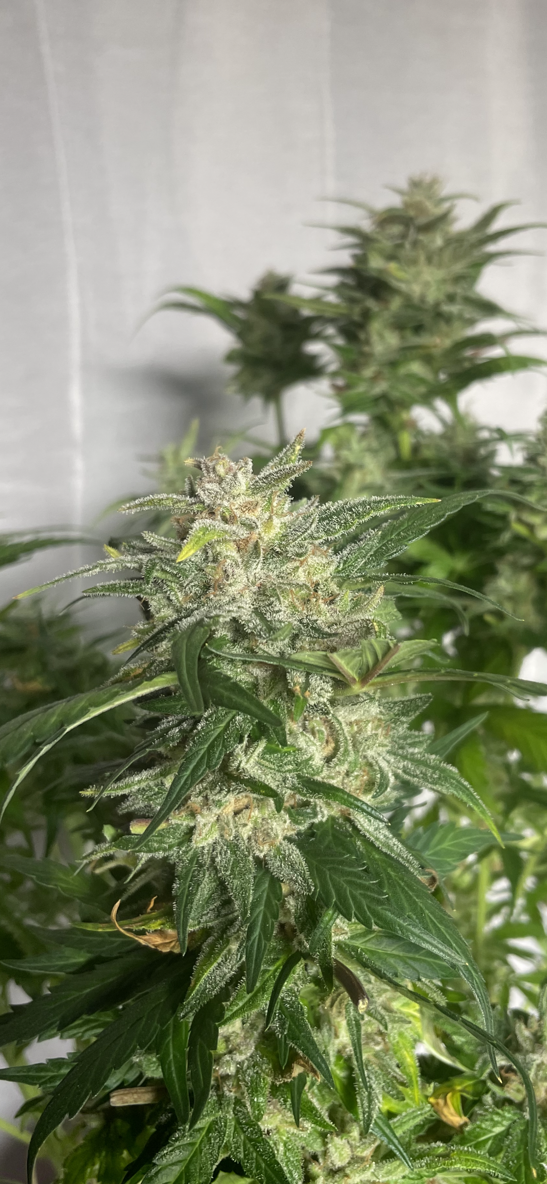 #3 Feminized Autoflower Veriety 50 Pack